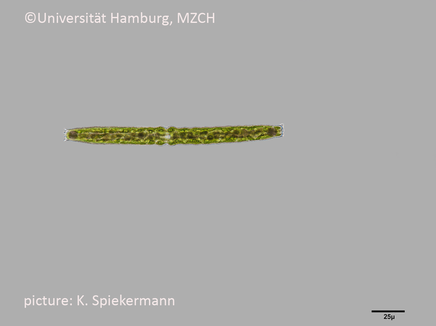 251_Pleurataenium ehrenbergii_1_K.Spiekermann.bmp